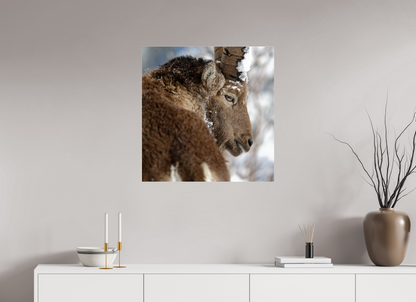Bouquetin / Ibex