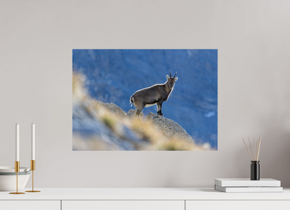 Bouquetin / Ibex
