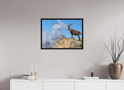 Bouquetin / Ibex