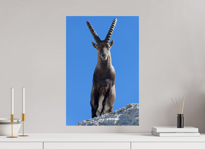 Bouquetin / Ibex