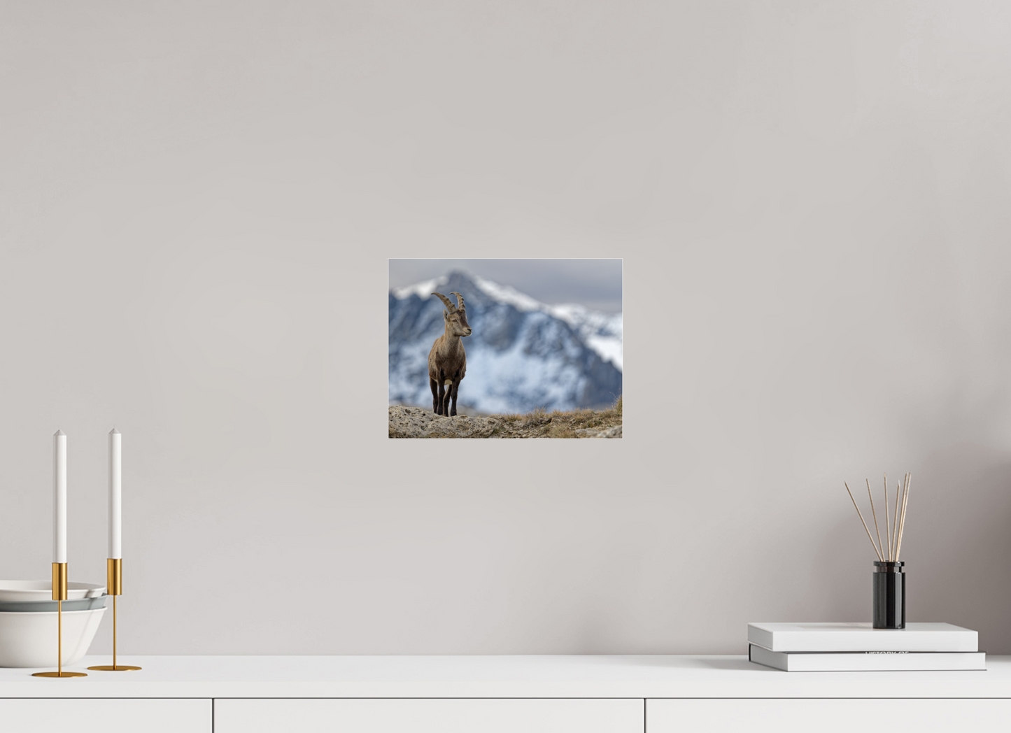 Bouquetin / Ibex