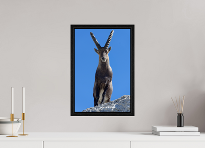 Bouquetin / Ibex