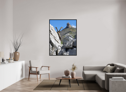 Bouquetin / Ibex