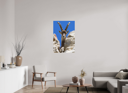 Bouquetin / Ibex