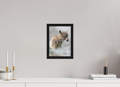 Bouquetin / Ibex