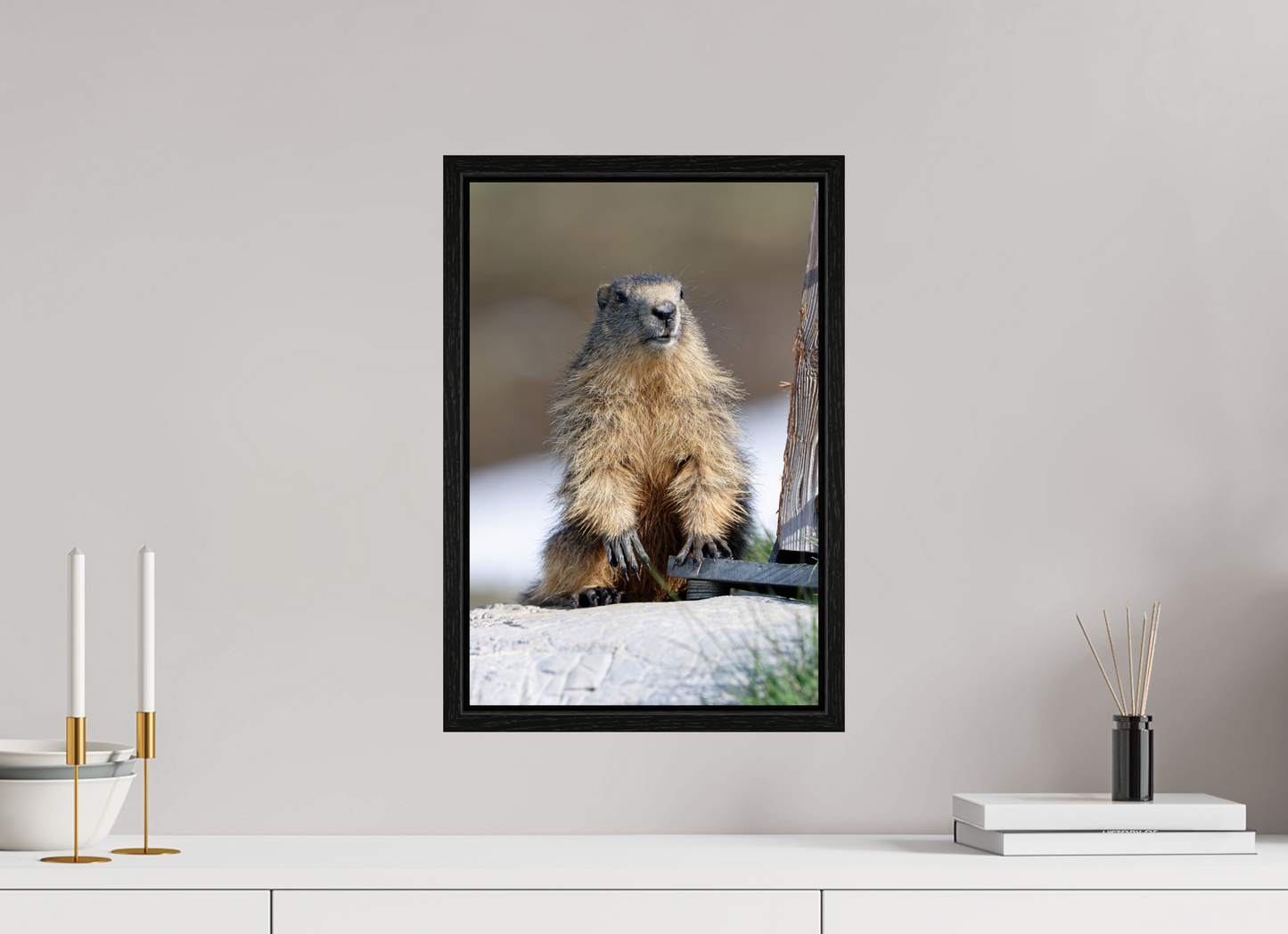 Marmotte / Groundhog