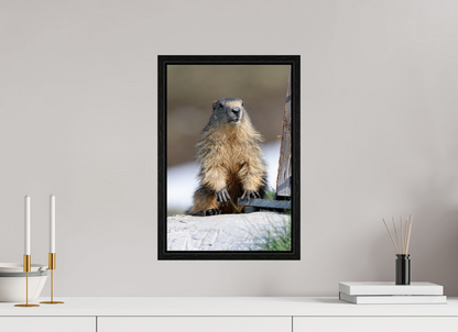 Marmotte / Groundhog