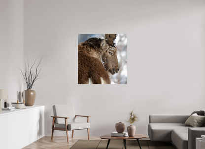 Bouquetin / Ibex