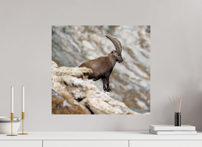 Bouquetin / Ibex