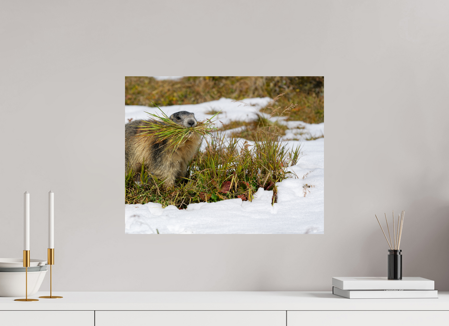 Marmotte / Groundhog
