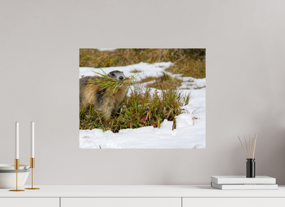 Marmotte / Groundhog