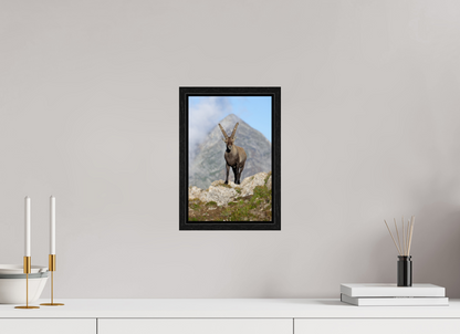 Bouquetin / Ibex
