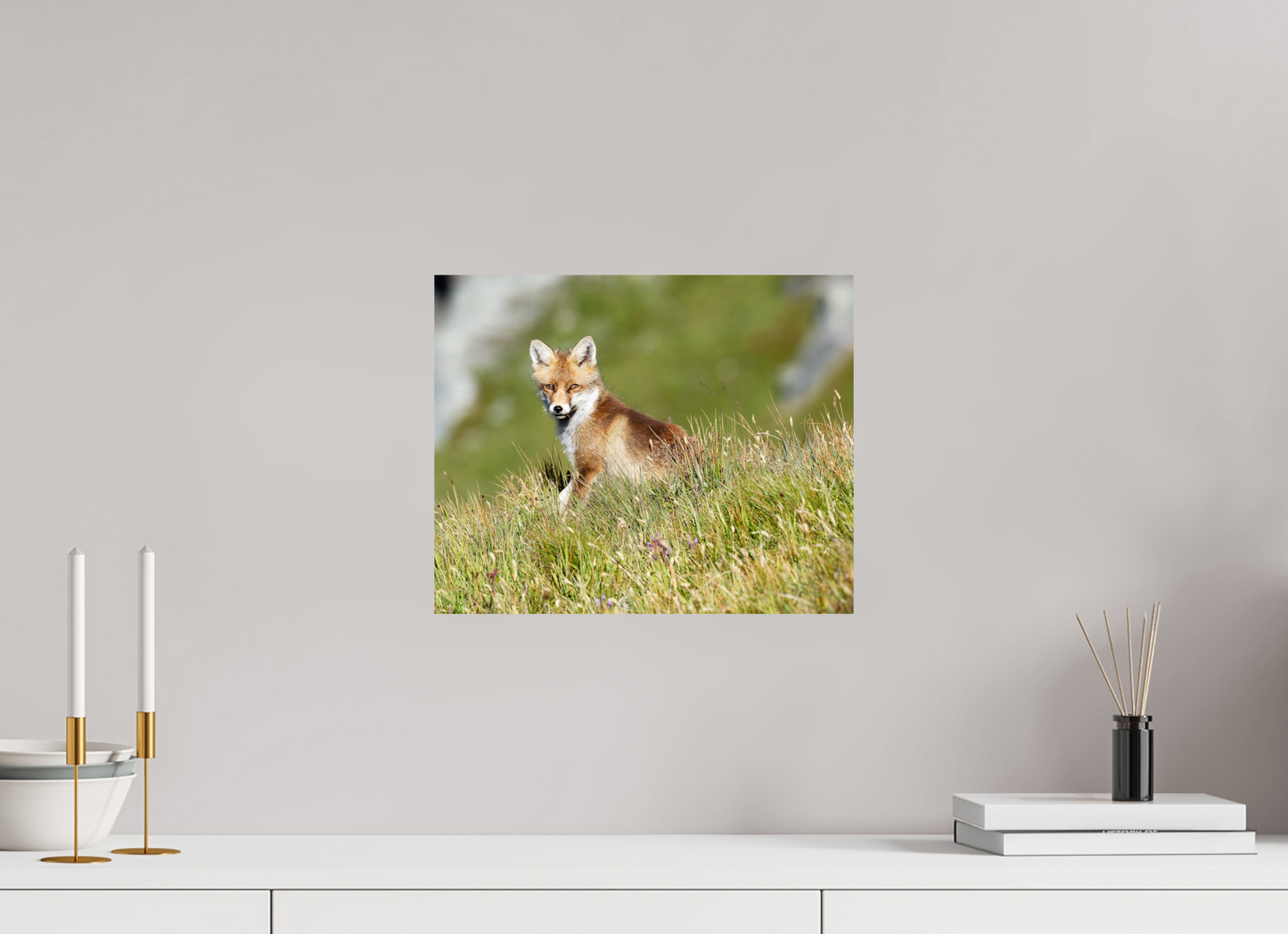 Autres animaux / Other animals