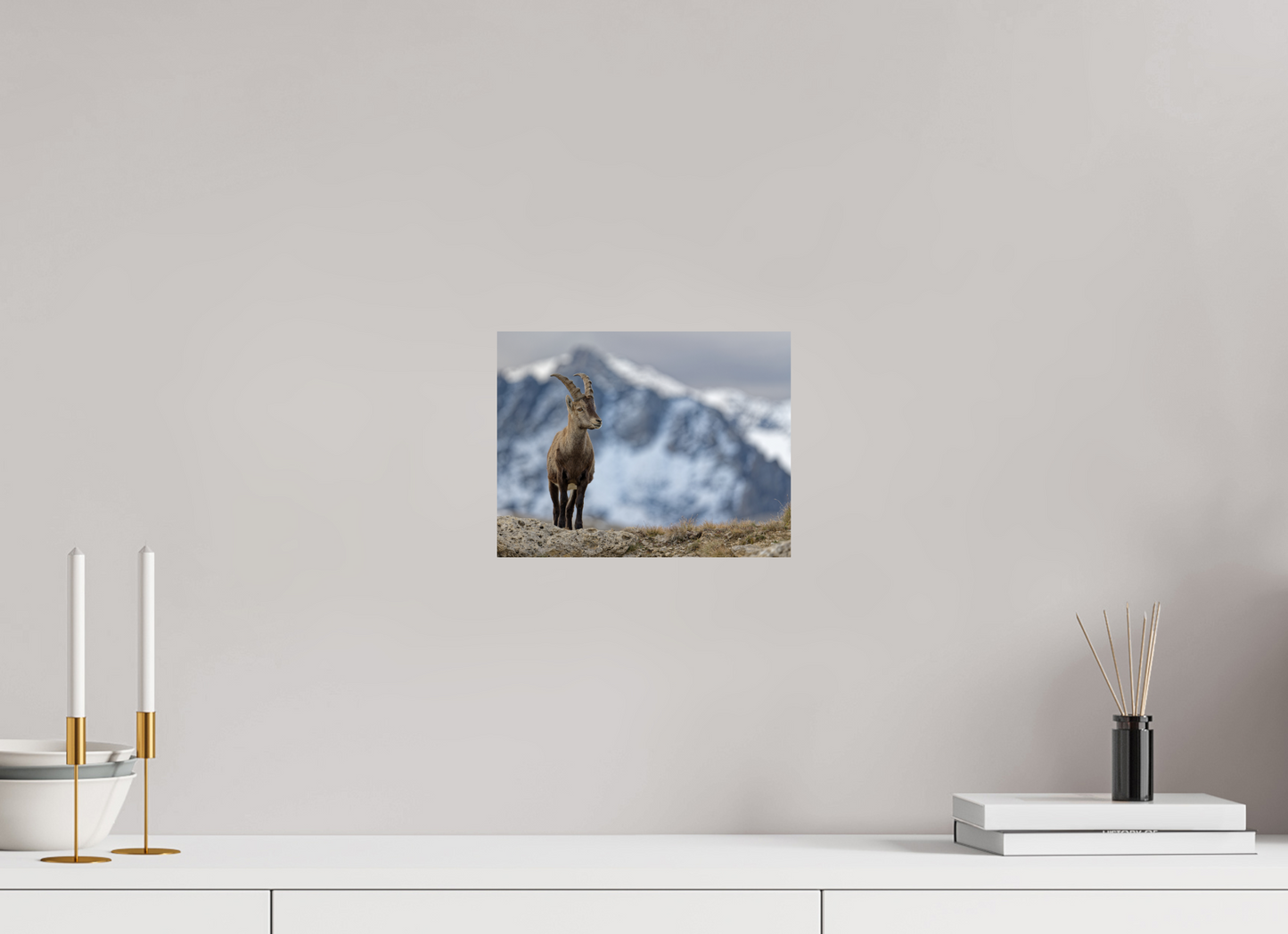 Bouquetin / Ibex