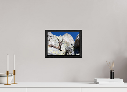 Bouquetin / Ibex