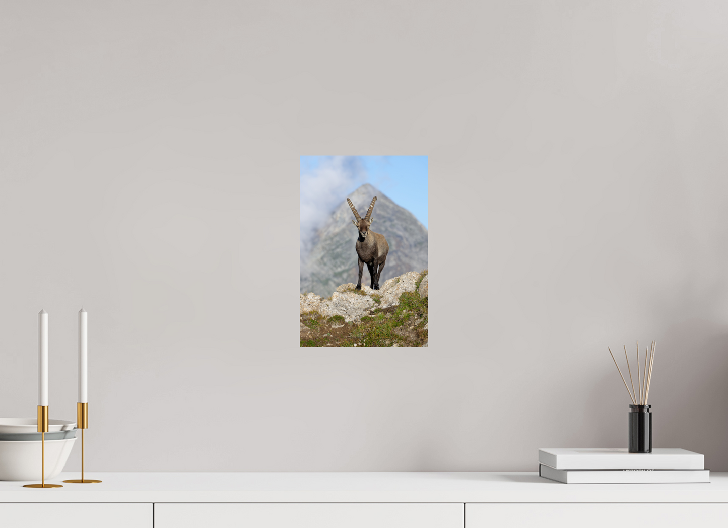 Bouquetin / Ibex
