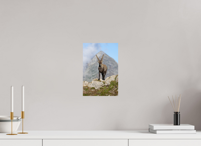 Bouquetin / Ibex