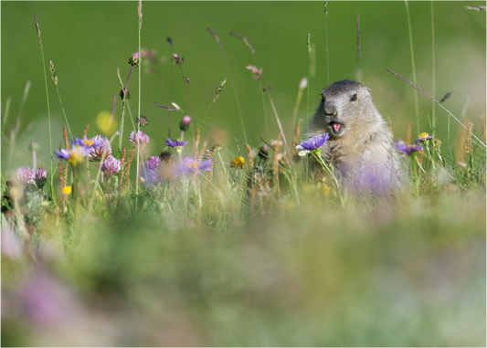 Marmotte / Groundhog