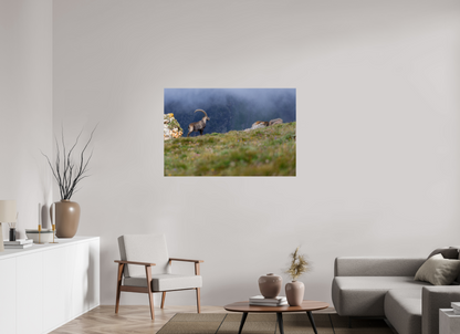 Bouquetin / Ibex