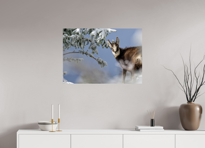 Chamois