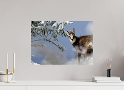 Chamois