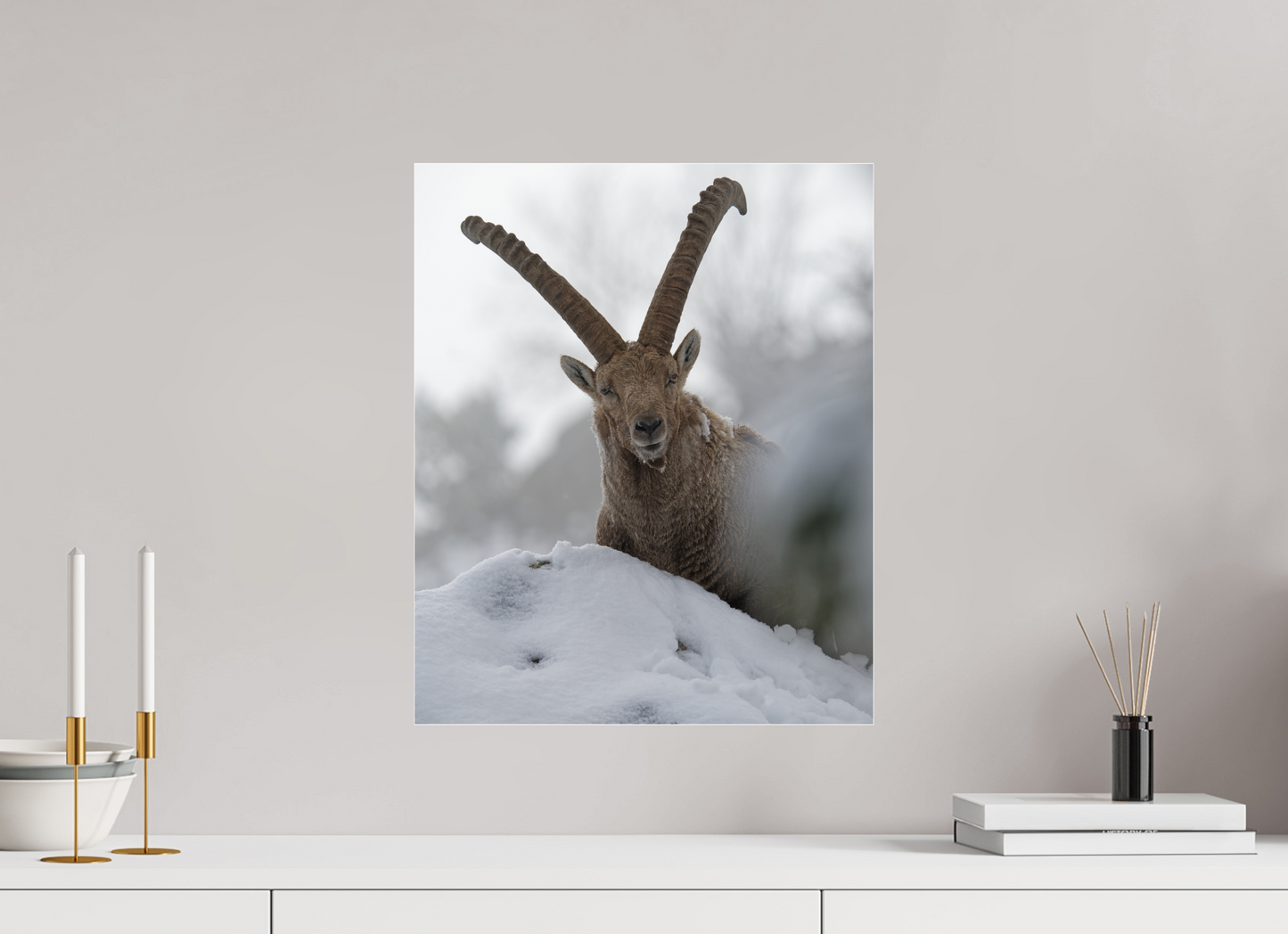 Bouquetin / Ibex