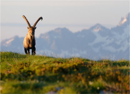 Bouquetin / Ibex
