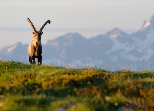 Bouquetin / Ibex