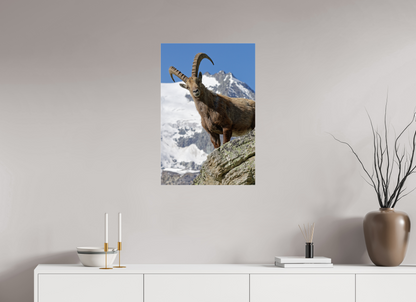 Bouquetin / Ibex