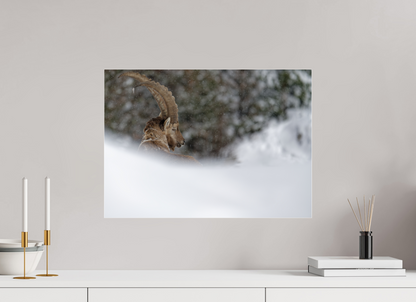 Bouquetin / Ibex