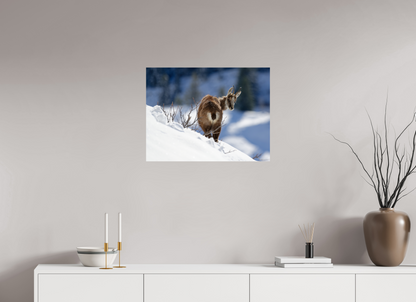 Chamois