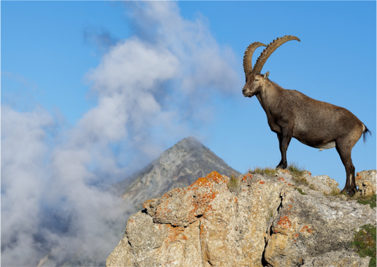 Bouquetin / Ibex