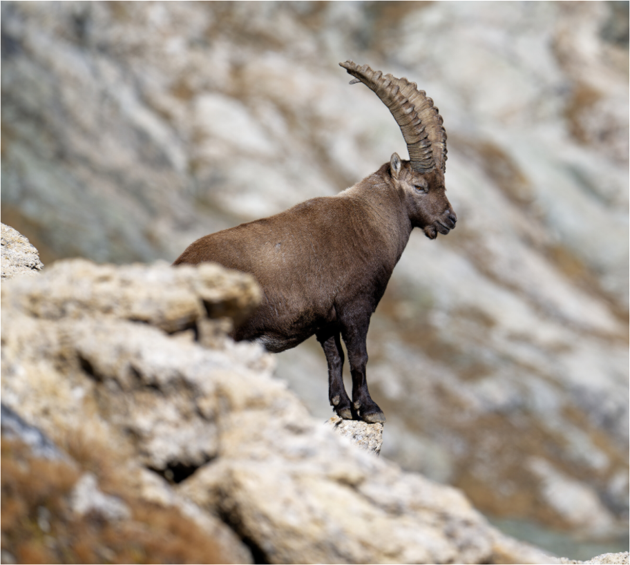 Bouquetin / Ibex