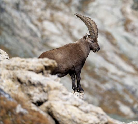 Bouquetin / Ibex