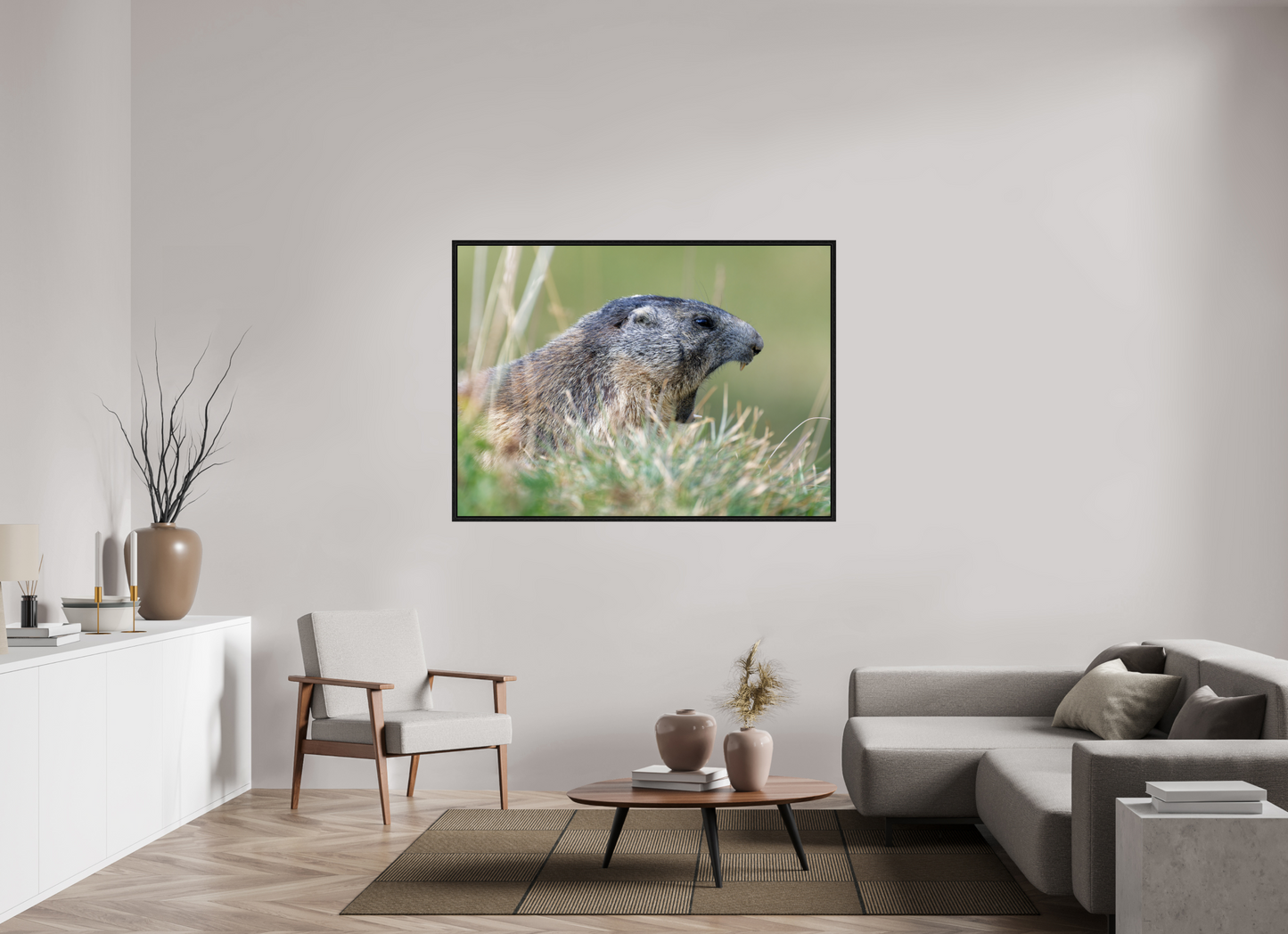 Marmotte / Groundhog