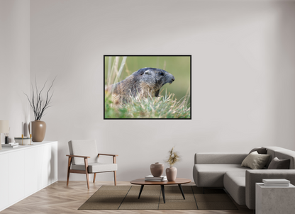 Marmotte / Groundhog