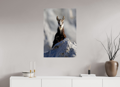 Chamois