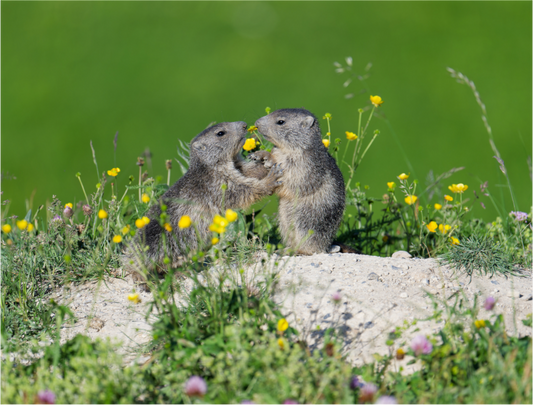 Marmotte / Groundhog