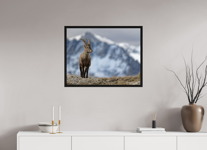 Bouquetin / Ibex