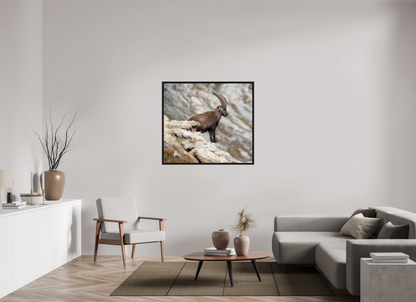 Bouquetin / Ibex