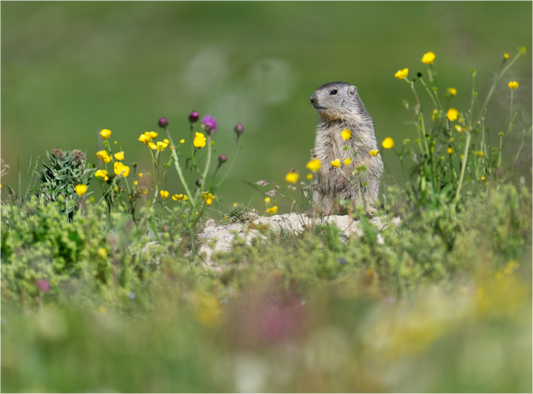 Marmotte / Groundhog