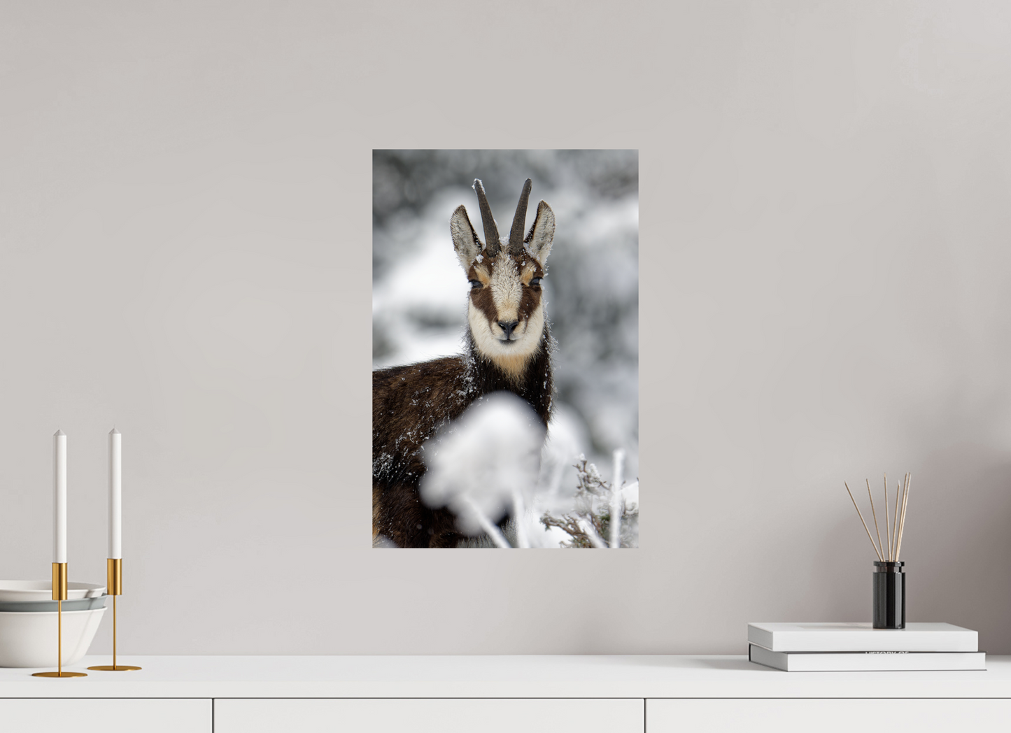 Chamois
