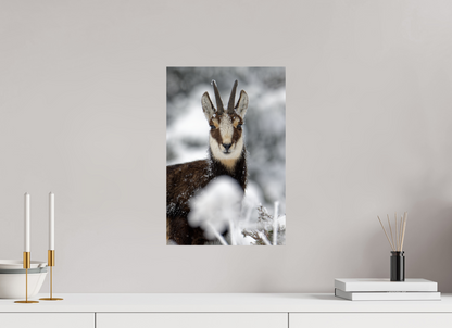Chamois