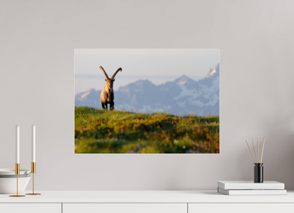 Bouquetin / Ibex