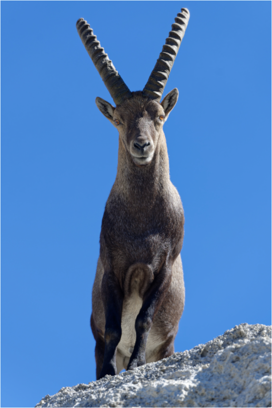 Bouquetin / Ibex
