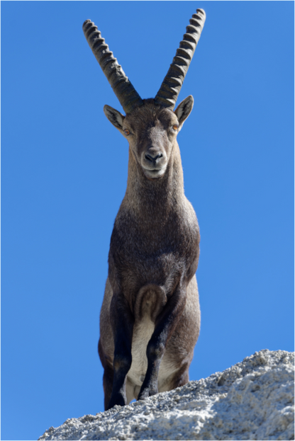 Bouquetin / Ibex