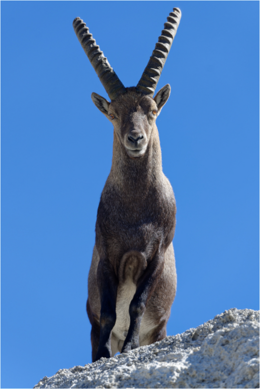 Bouquetin / Ibex