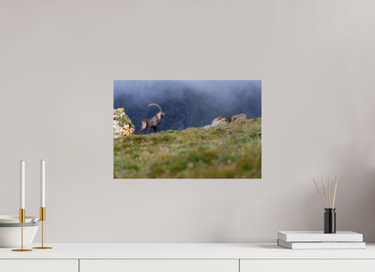 Bouquetin / Ibex