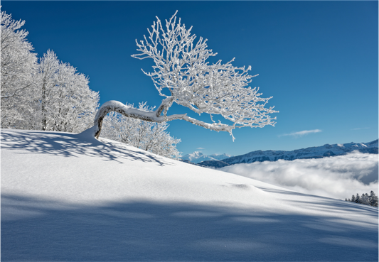 Hiver / Winter