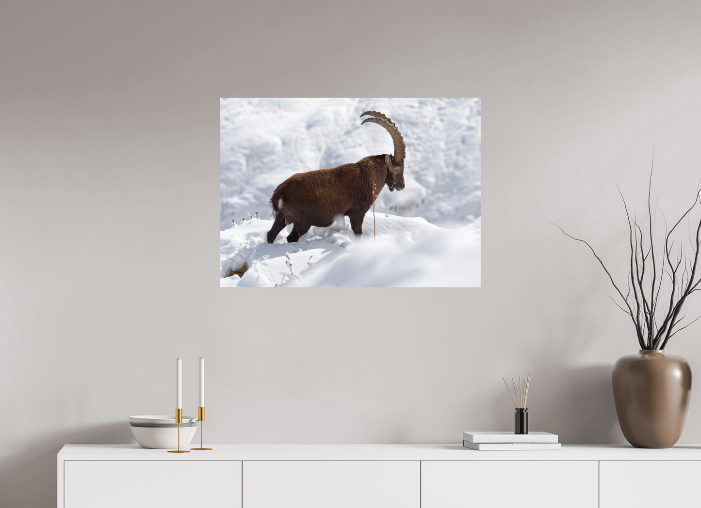 Bouquetin / Ibex